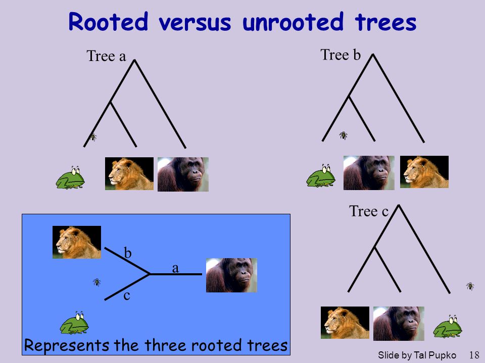 Rooted versus unrooted trees