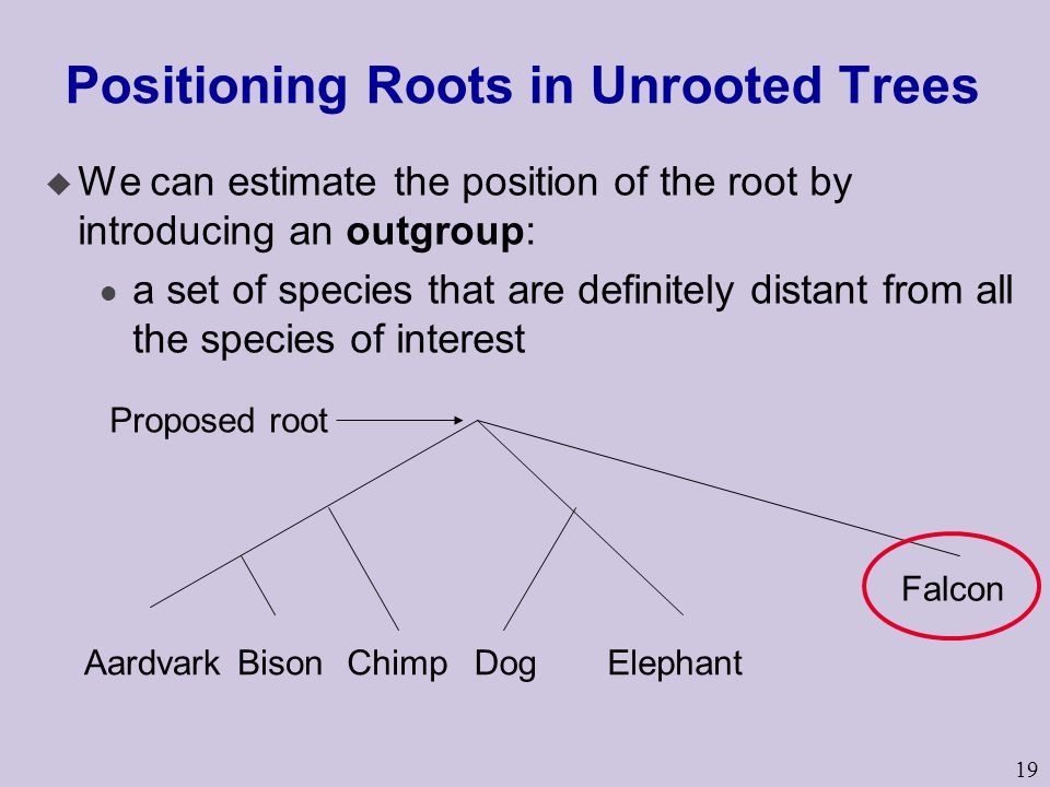Positioning Roots in Unrooted Trees