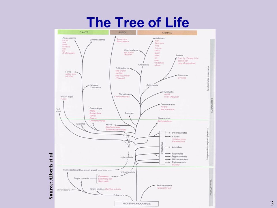 The Tree of Life Source: Alberts et al