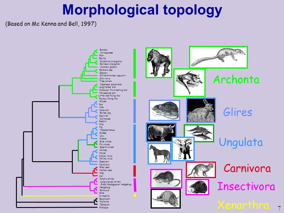 Morphological topology