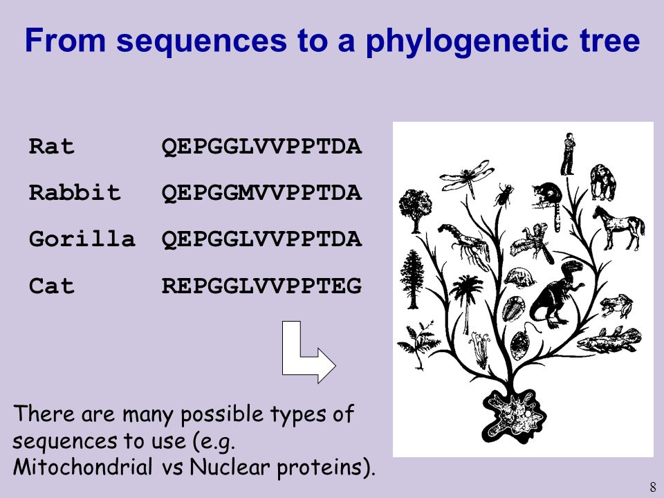 From sequences to a phylogenetic tree