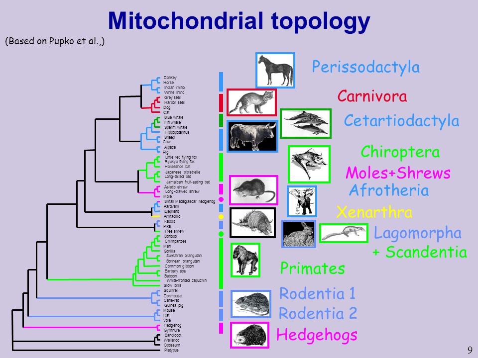 Mitochondrial topology
