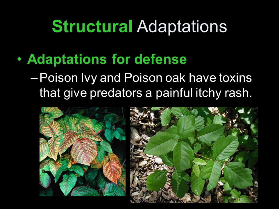 Structural Adaptations