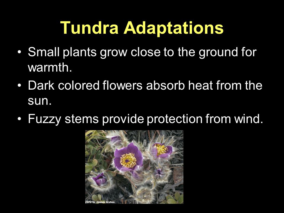 Tundra Adaptations Small plants grow close to the ground for warmth.
