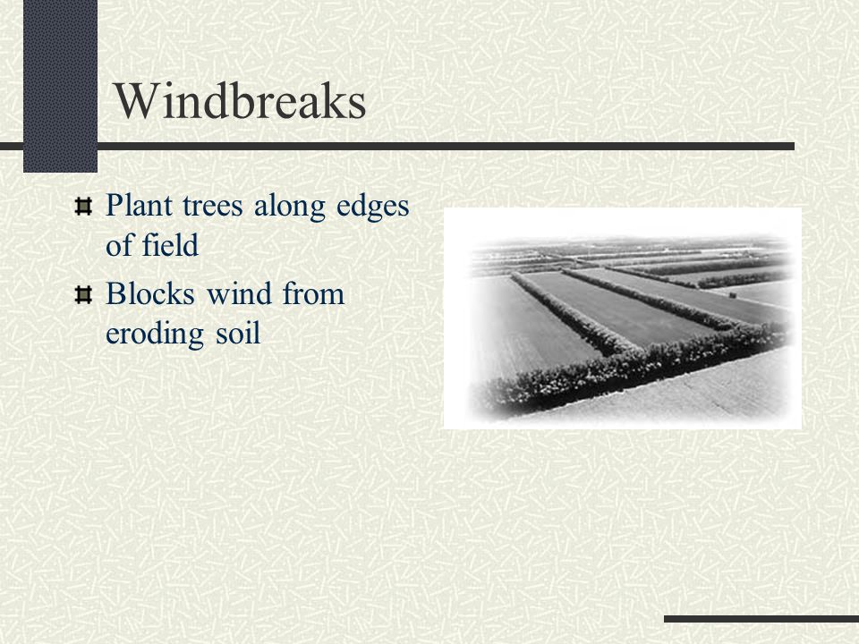 Windbreaks Plant trees along edges of field