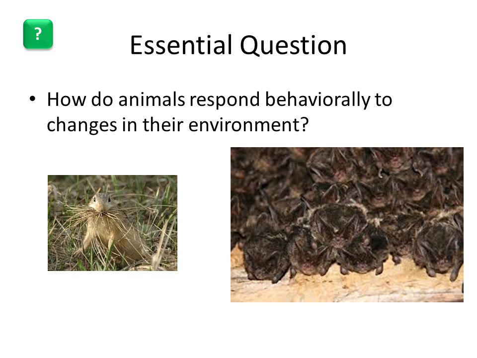 Behavioral Responses to Environmental Stimuli - ppt video online download Behavioral Responses to Environmental Stimuli - ppt video online download