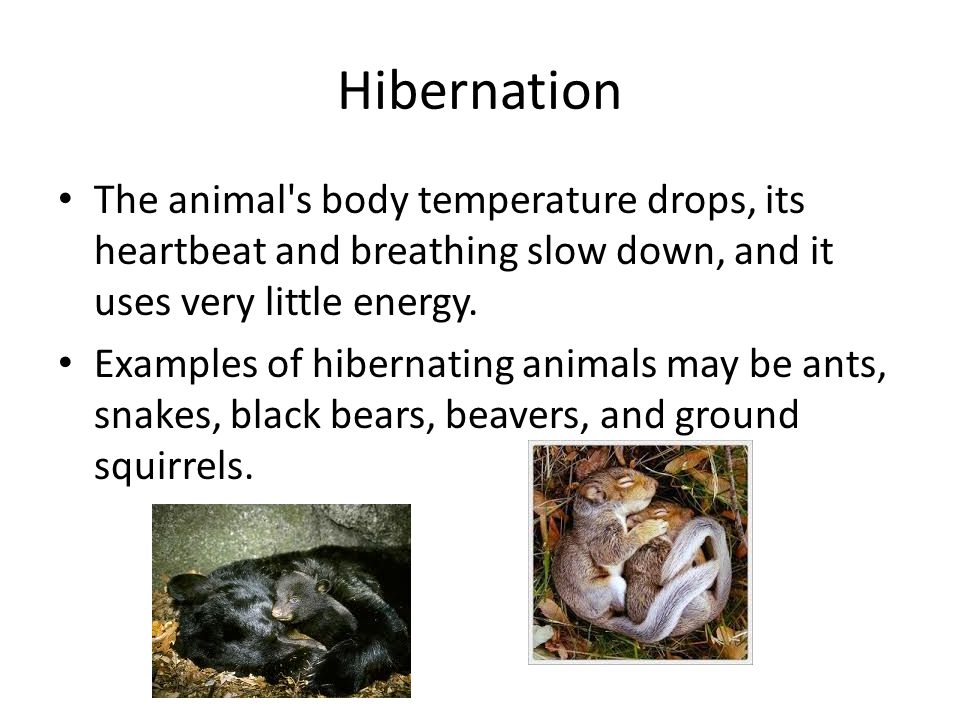 Behavioral Responses to Environmental Stimuli - ppt video online download Behavioral Responses to Environmental Stimuli - ppt video online download