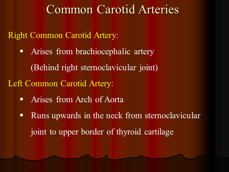 Common Carotid Arteries