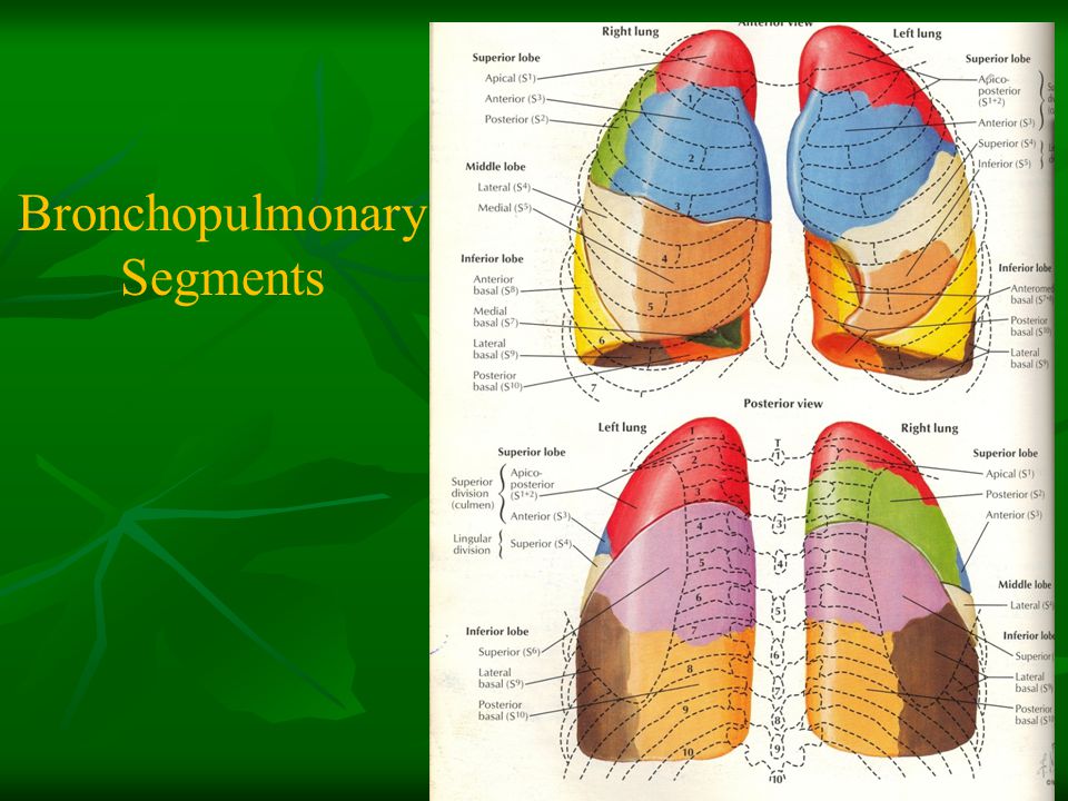 Bronchopulmonary Segments