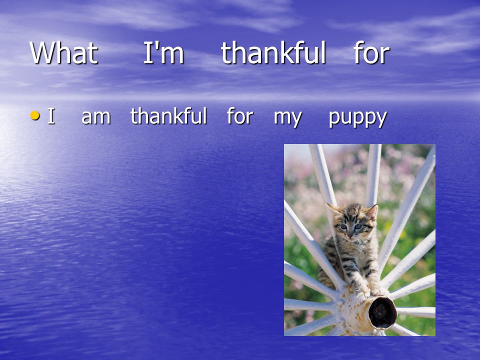 What I m thankful for I am thankful for my puppy