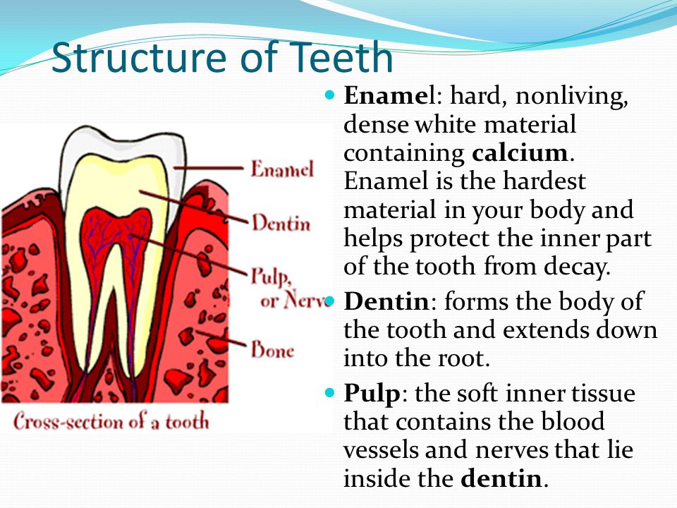 Structure of Teeth
