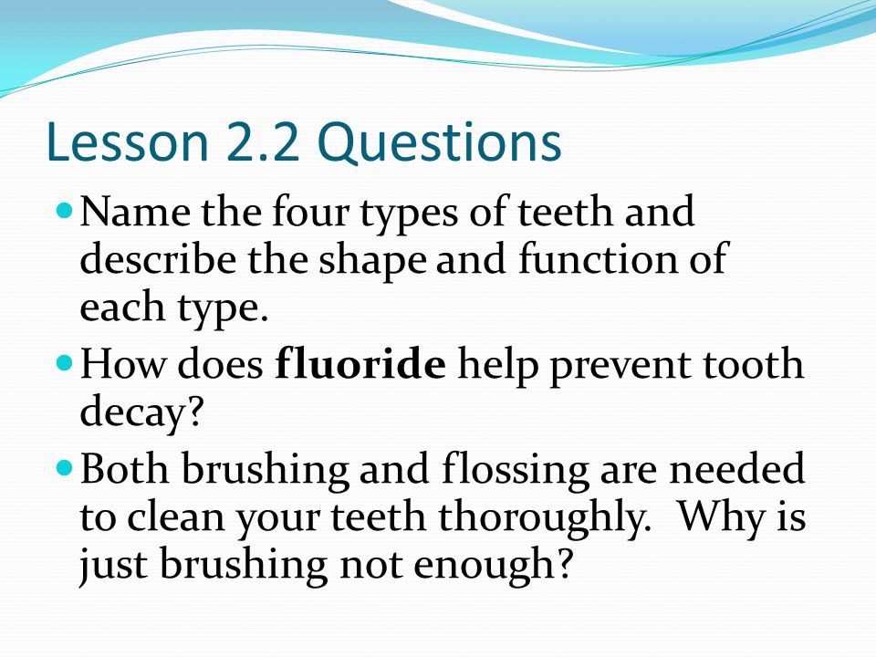 Lesson 2.2 Questions Name the four types of teeth and describe the shape and function of each type.
