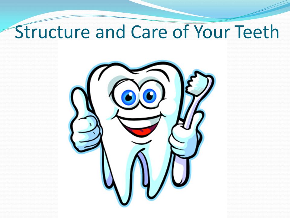 Structure and Care of Your Teeth