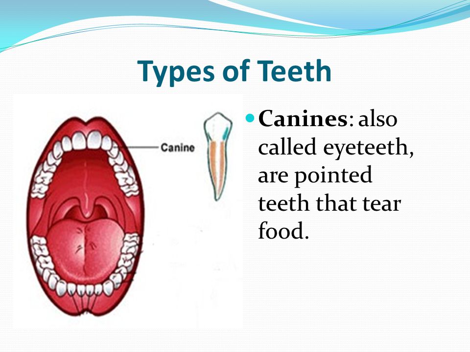 Types of Teeth Canines: also called eyeteeth, are pointed teeth that tear food.