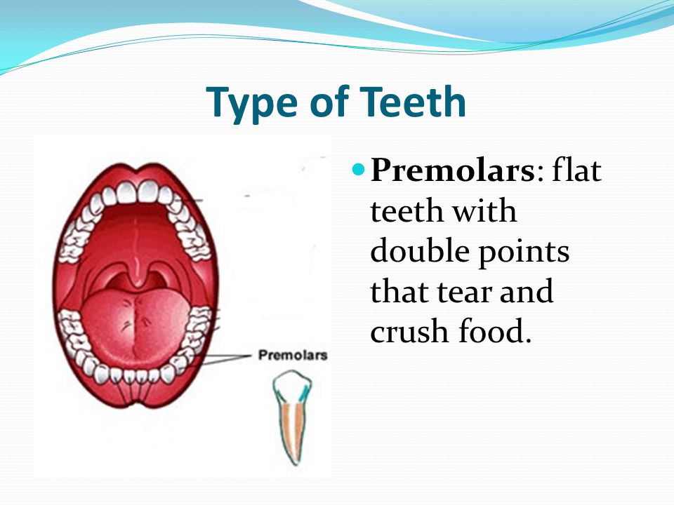 Type of Teeth Premolars: flat teeth with double points that tear and crush food.