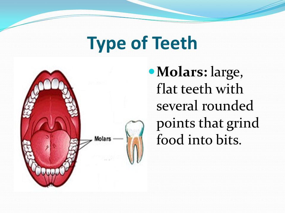 Type of Teeth Molars: large, flat teeth with several rounded points that grind food into bits.