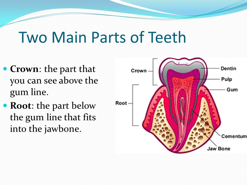 Two Main Parts of Teeth Crown: the part that you can see above the gum line.