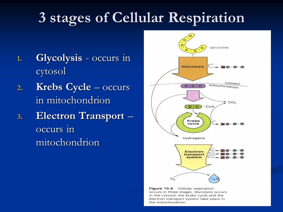 A good cellular respiration animation! - ppt video online download