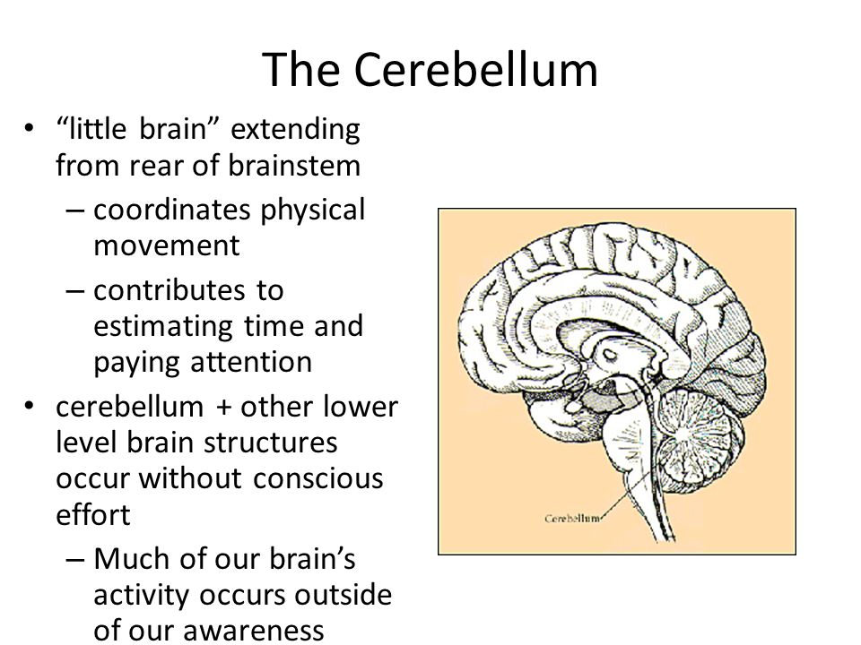 Cerebellum. Little brain