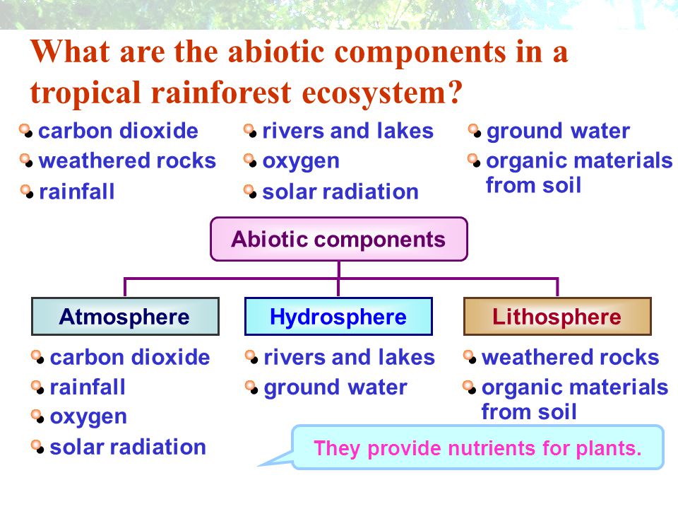 What are the abiotic components in a tropical rainforest ecosystem