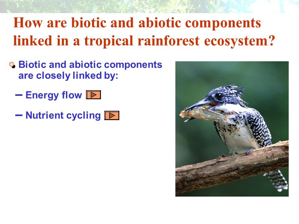 How are biotic and abiotic components linked in a tropical rainforest ecosystem