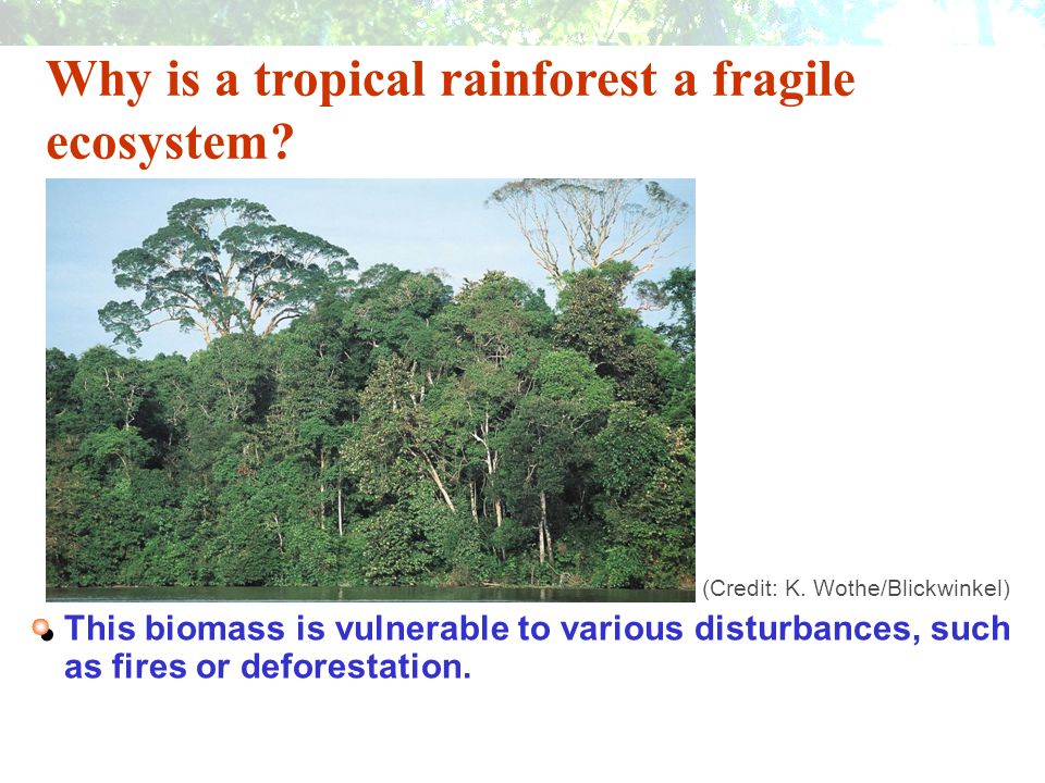 Why is a tropical rainforest a fragile ecosystem