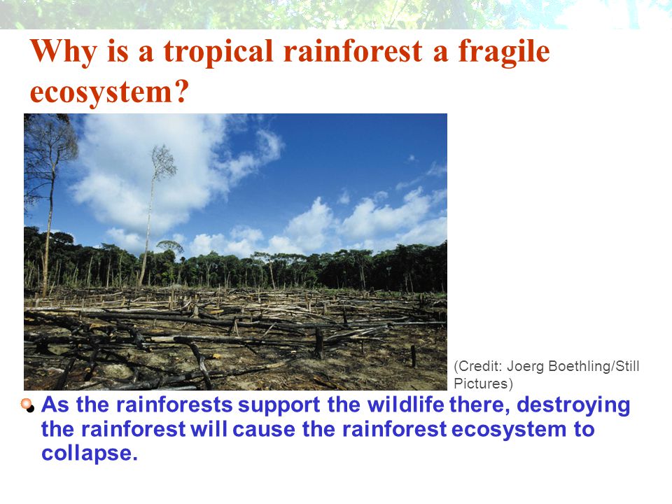 Why is a tropical rainforest a fragile ecosystem