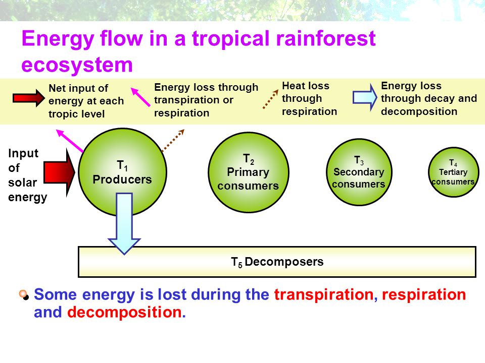Energy flow in a tropical rainforest ecosystem