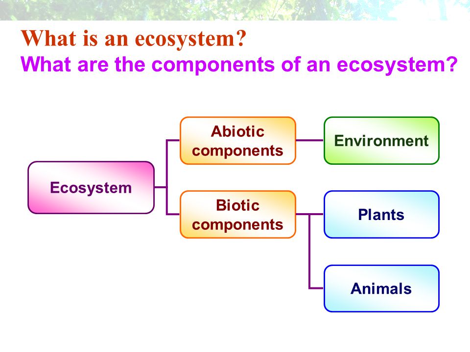 What is an ecosystem What are the components of an ecosystem