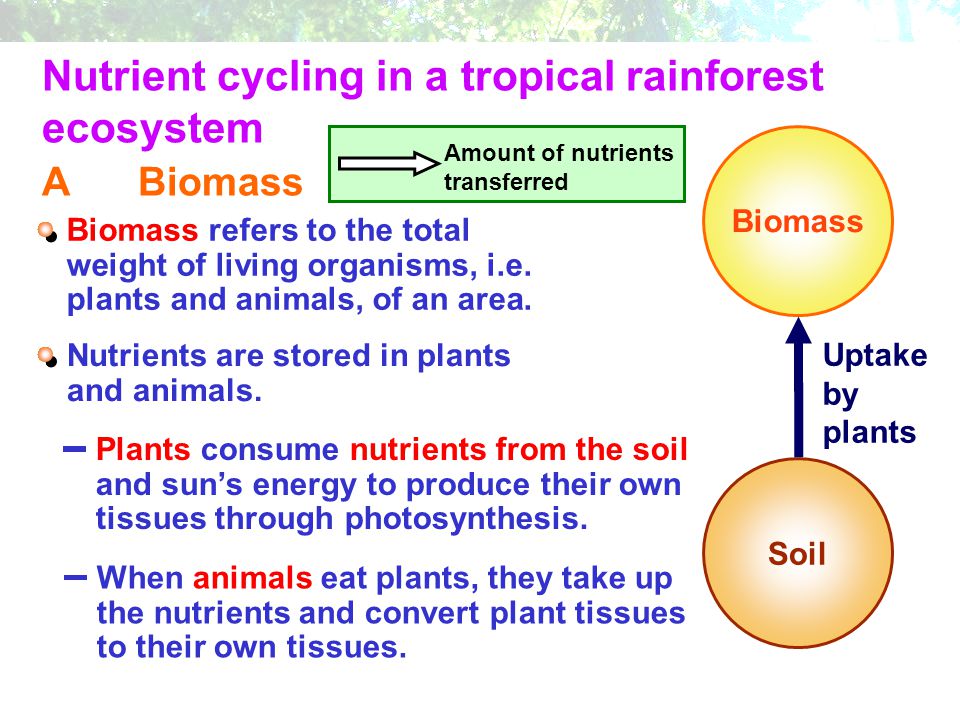 Nutrient cycling in a tropical rainforest ecosystem