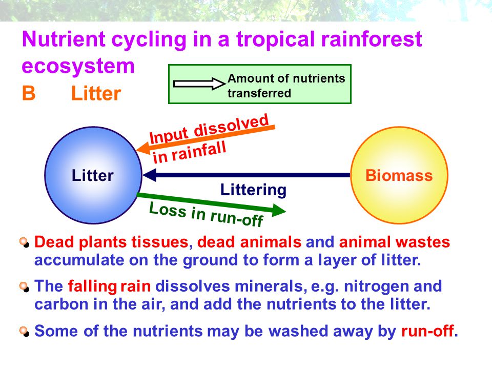 Nutrient cycling in a tropical rainforest ecosystem