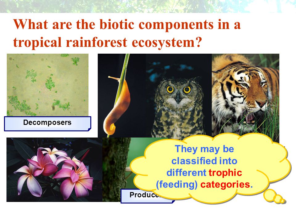 What are the biotic components in a tropical rainforest ecosystem