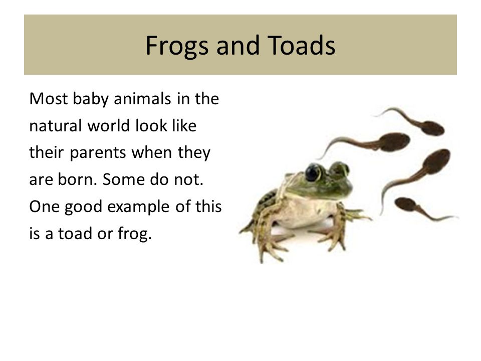 Baby Animals Who Do NOT Look Like Their Parents - ppt video online download