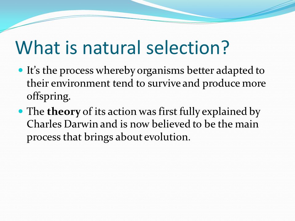 Natural Selection Adaptation And Evolution Ppt Video Online Download