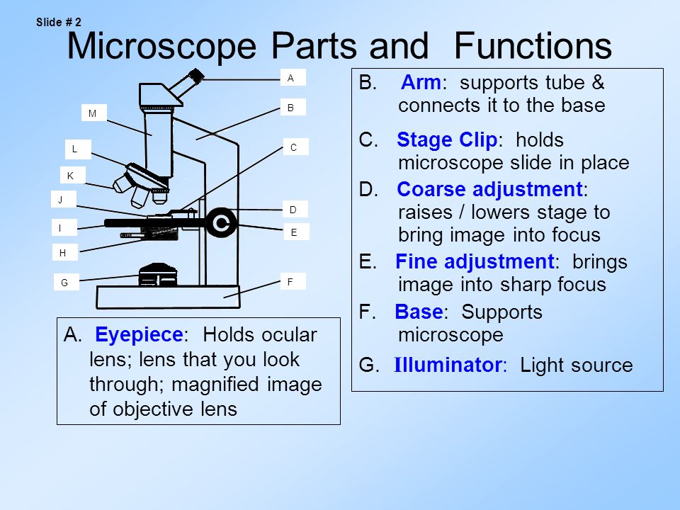 compound light microscope diagram and functions