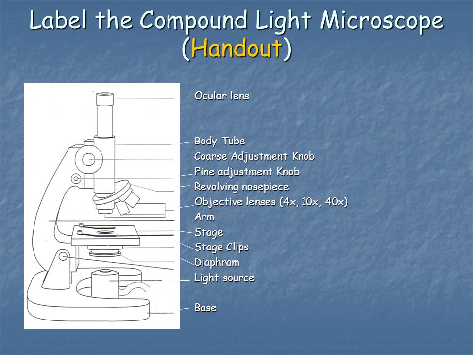Label the Compound Light Microscope (Handout)