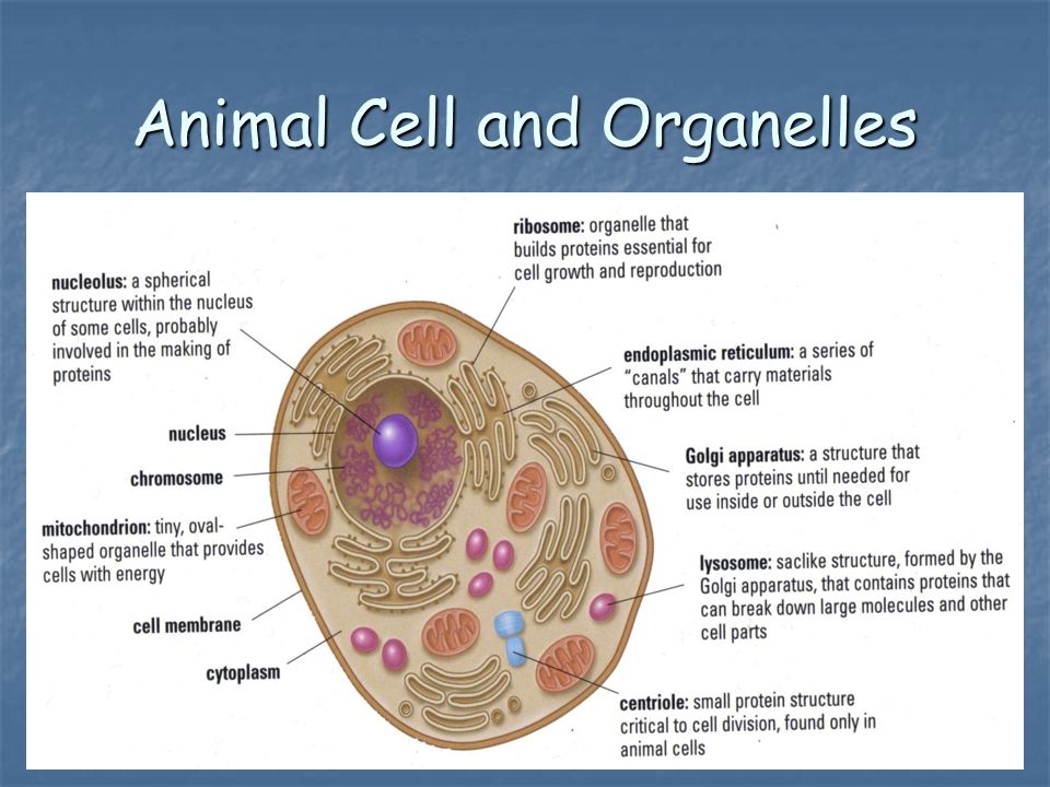 Animal Cell and Organelles