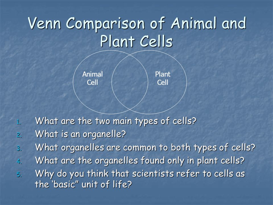 Venn Comparison of Animal and Plant Cells
