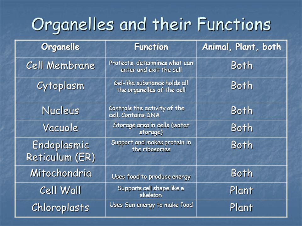 Organelles and their Functions