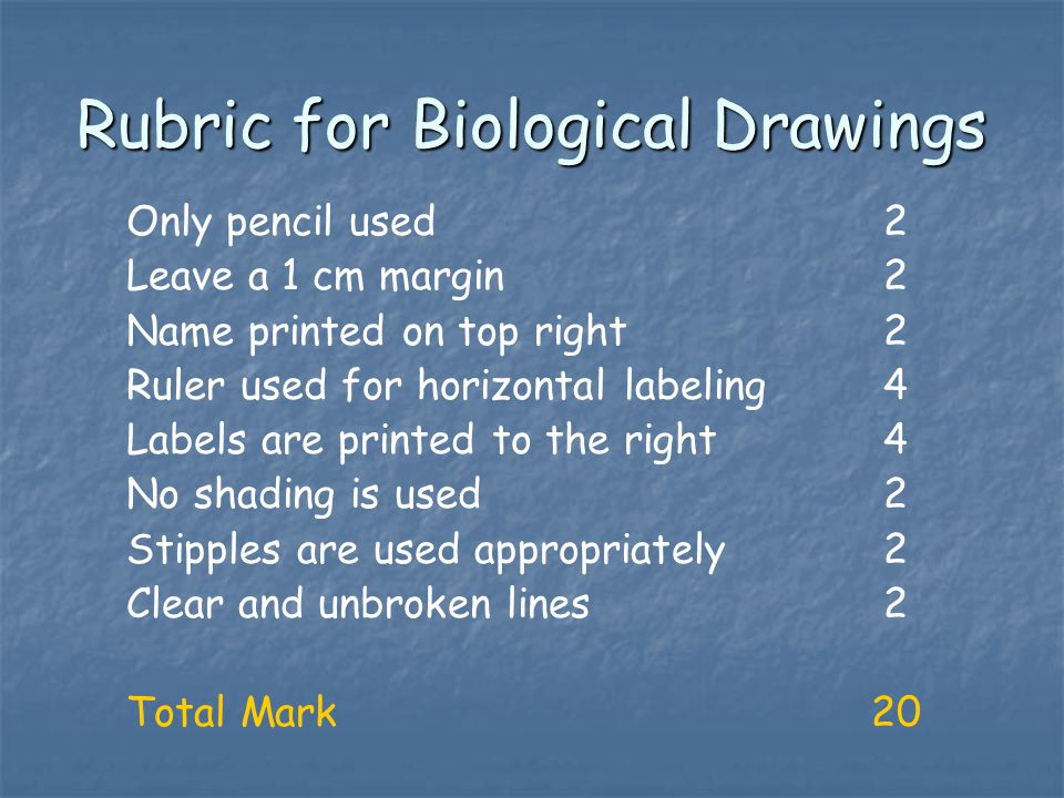 Rubric for Biological Drawings