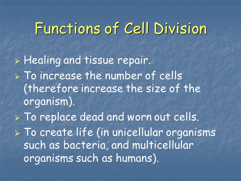Functions of Cell Division