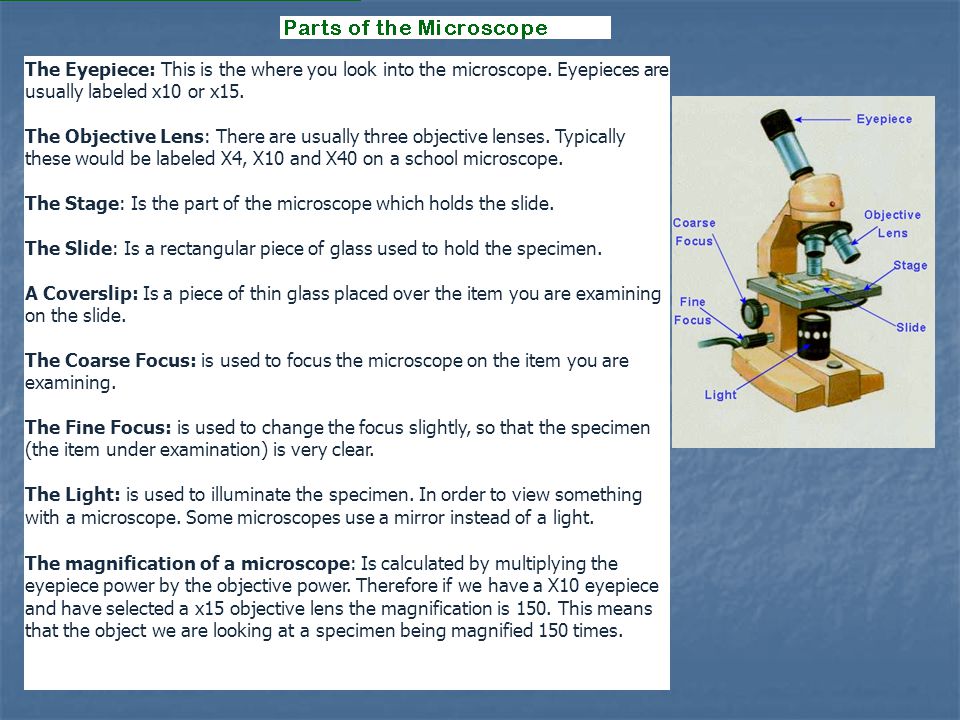 The Eyepiece: This is the where you look into the microscope