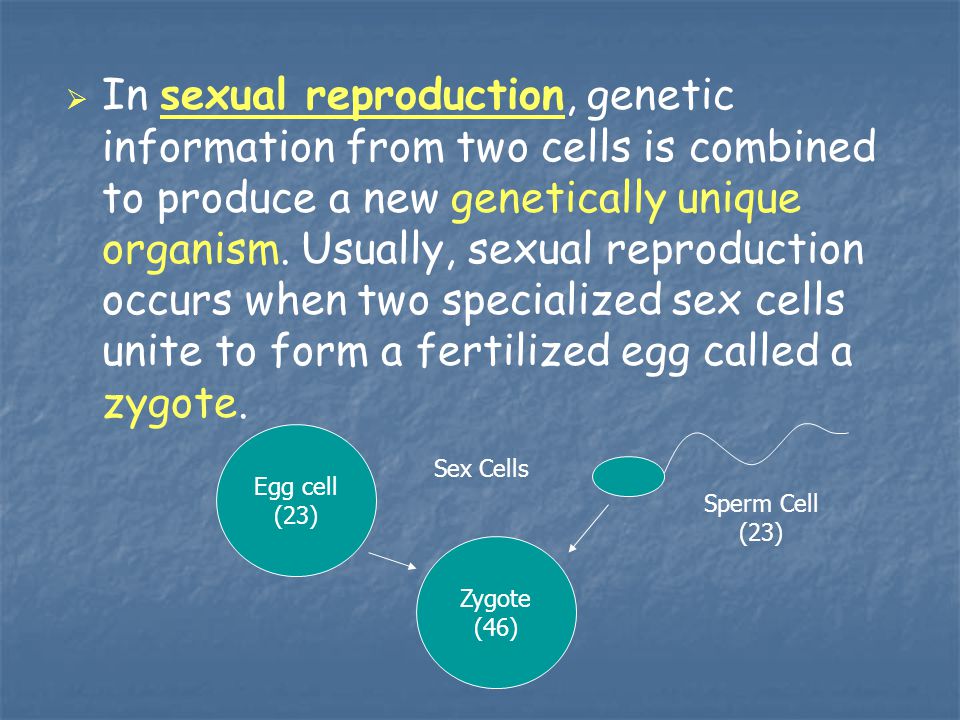 In sexual reproduction, genetic information from two cells is combined to produce a new genetically unique organism. Usually, sexual reproduction occurs when two specialized sex cells unite to form a fertilized egg called a zygote.