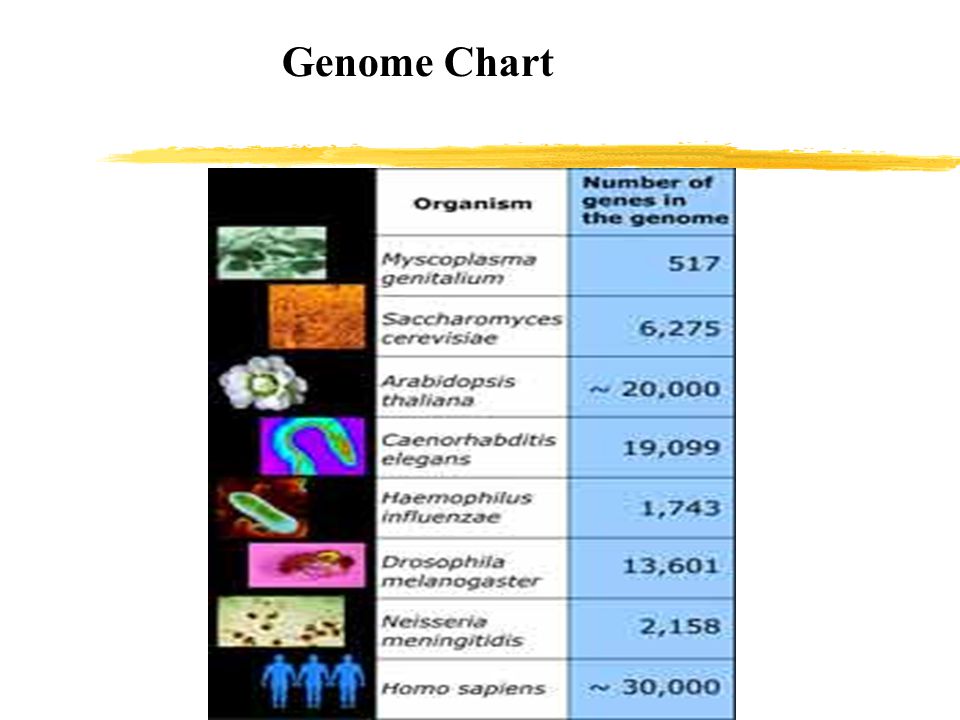 Genome Chart
