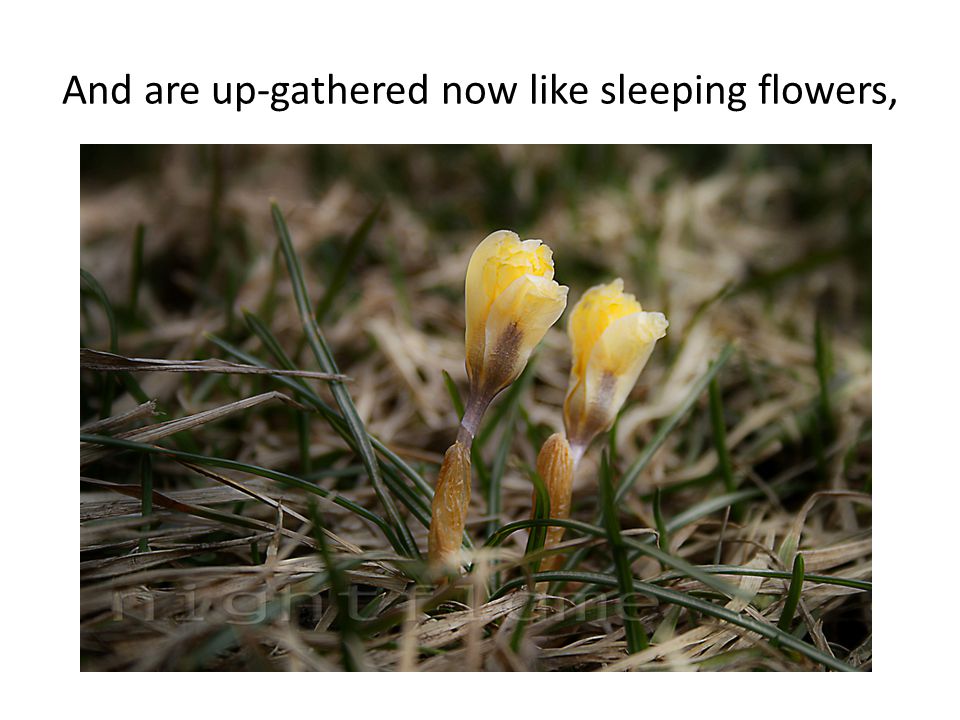 And are up-gathered now like sleeping flowers,
