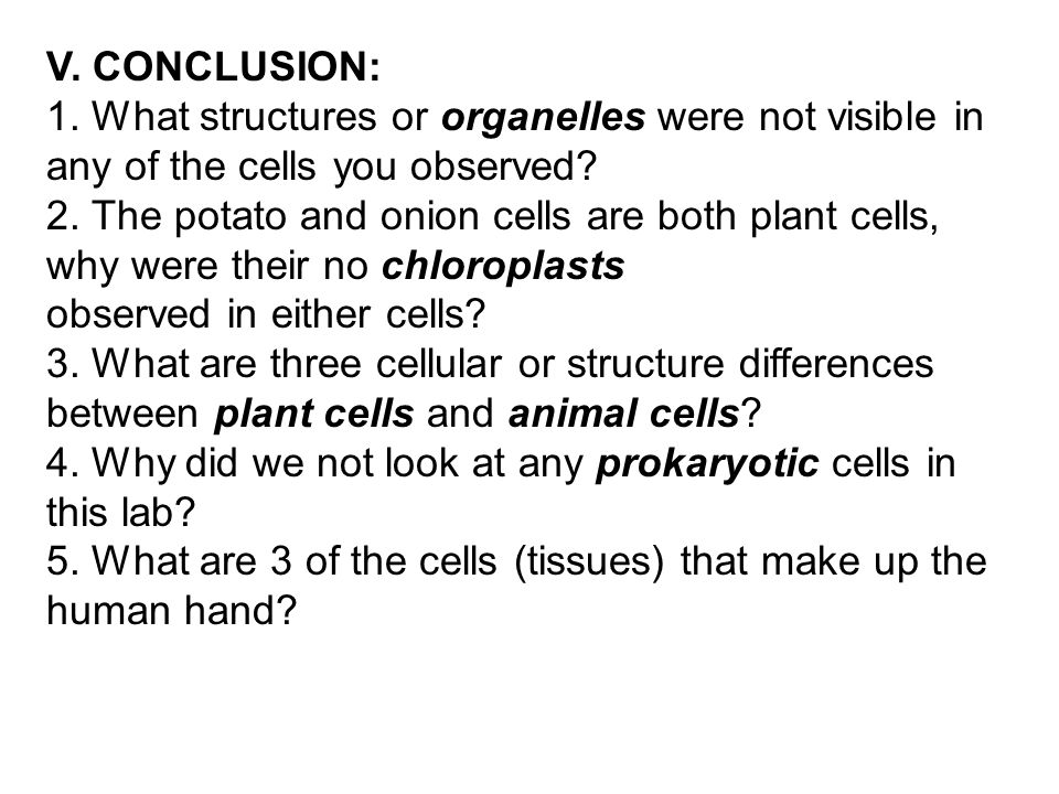 onion cell lab report conclusion
