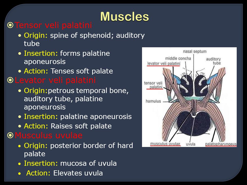 Oral cavity tongue palate ppt video online download