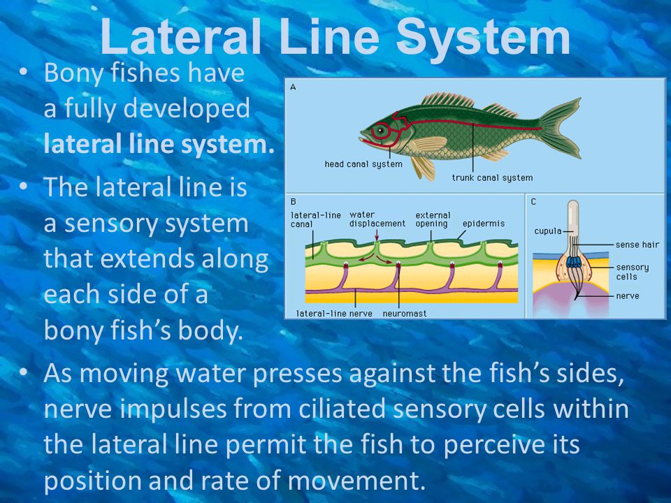 Fishes And Amphibians Ppt Video Online Download