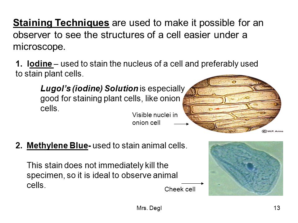 Lab Skills There are certain skills that are needed to perform lab  activities. Certain instruments and chemicals must also be used. A simple  microscope. - ppt video online download