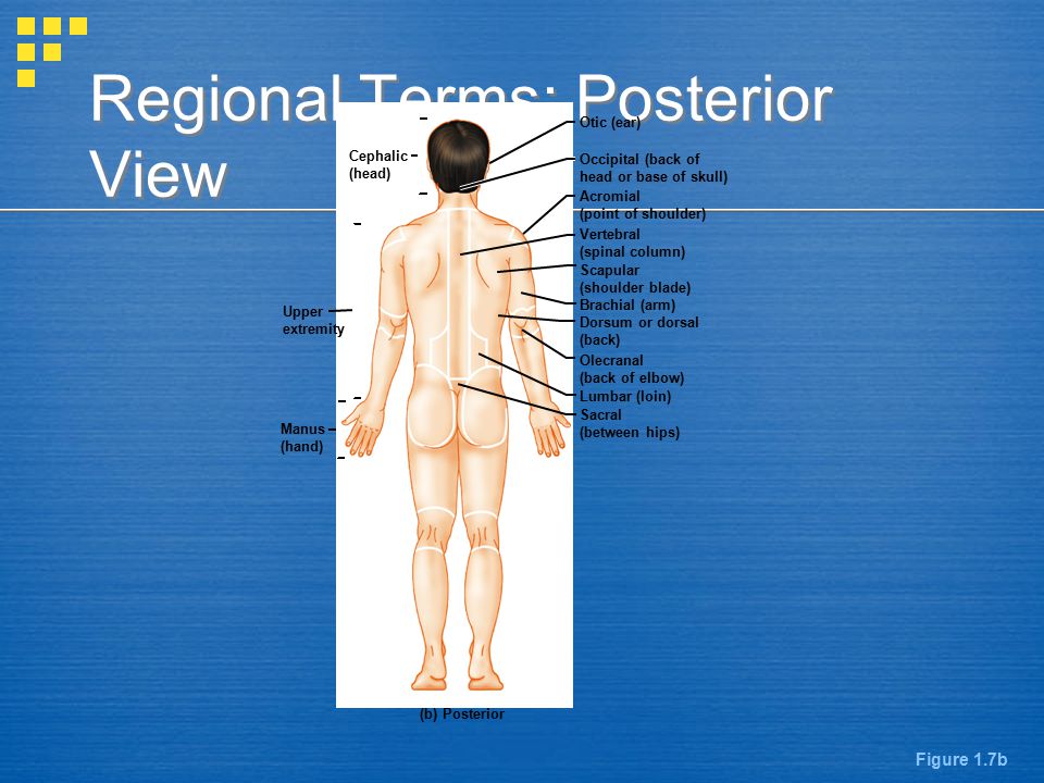 Anatomical Position Body Erect Feet Slightly Apart Palms Facing Forward Thumbs Point Away From Body Figure 1 7a Ppt Video Online Download